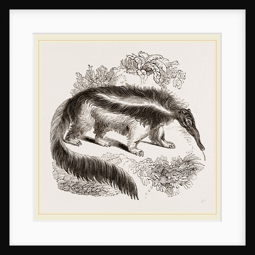 Great Ant-eater by Anonymous