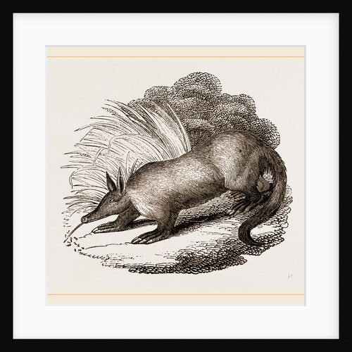 Aard-vark by Anonymous