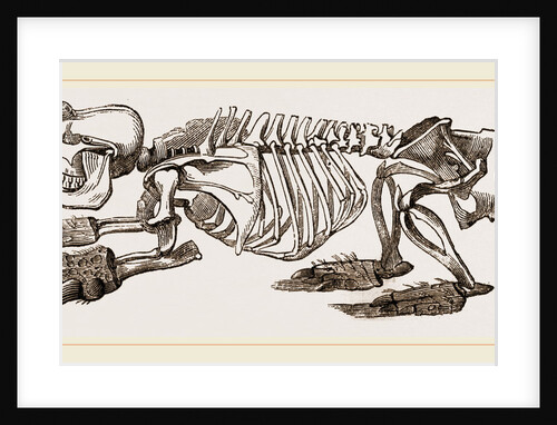 Skeleton of Pichiciago by Anonymous