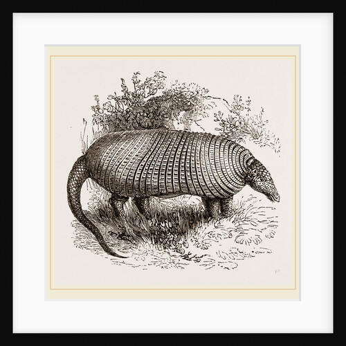 The Great Armadillo by Anonymous