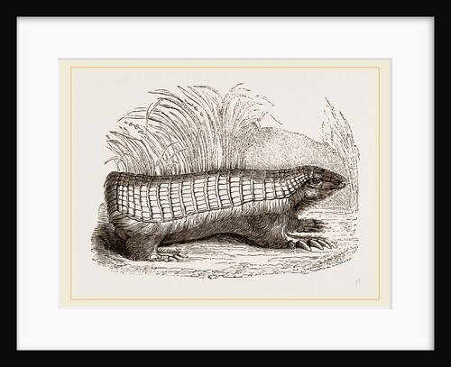 Pichiciago by Anonymous