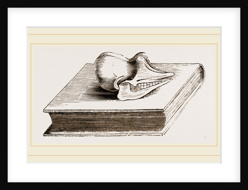 Skull of Pichiciago by Anonymous