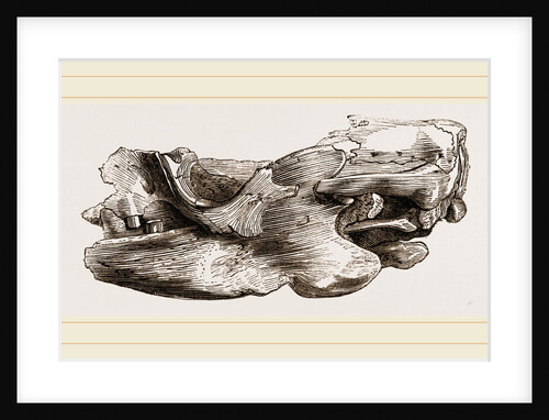 Remains of Skull Scelidotherium by Anonymous