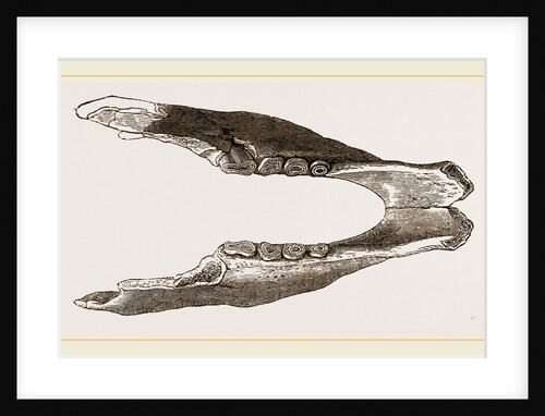 Lower Jaw of Mylodon by Anonymous