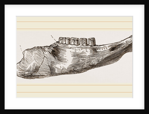 Lower Jaw of Mylodon Right branch by Anonymous