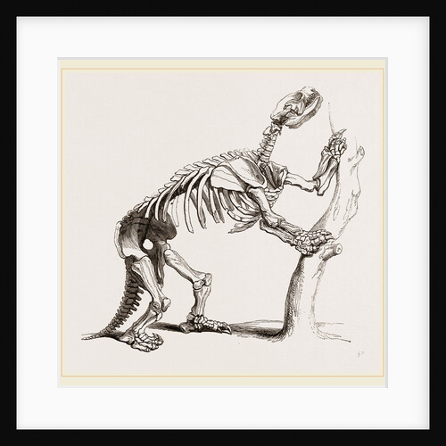 Skeleton of Mylodon robustus by Anonymous
