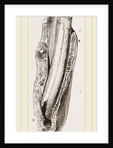 Tooth of Mylodon by Anonymous
