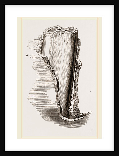 Tooth of Mylodon by Anonymous