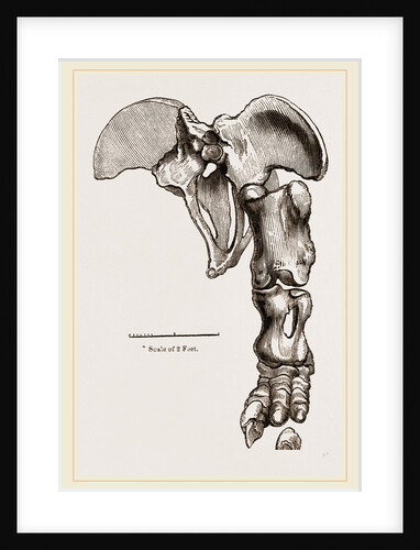 Pelvis and Hind-Leg of Megatherium by Anonymous