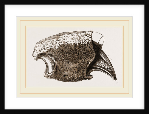 Ungueal Phalanx of Megatherium by Anonymous