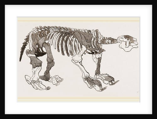 Skeleton of Megatherium by Anonymous