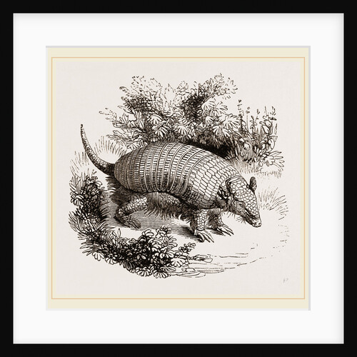 Armadillo by Anonymous