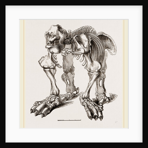 Skeleton of Megatherium by Anonymous