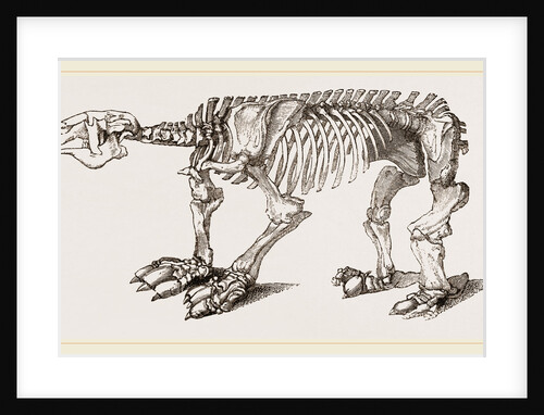 Skeleton of Megatherium by Anonymous