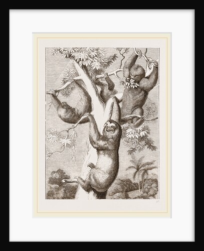 Sloths by Anonymous
