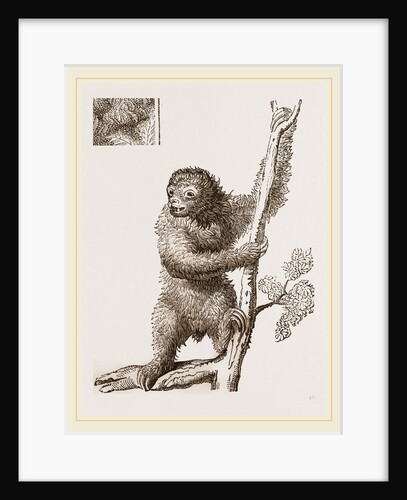Sloth by Anonymous