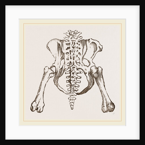 Pelvis of Sloth by Anonymous