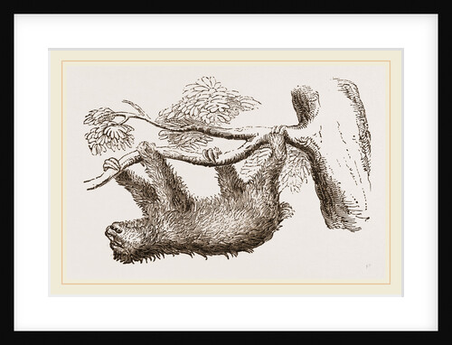 Sloth by Anonymous