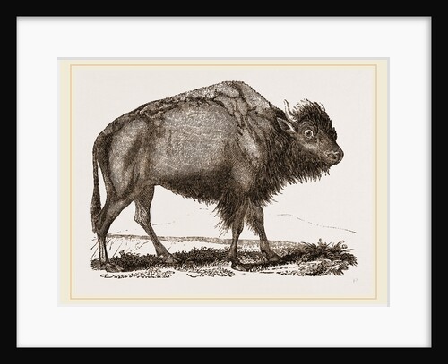 American Bison by Anonymous
