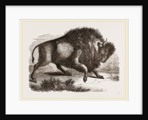 Amercan Bison by Anonymous