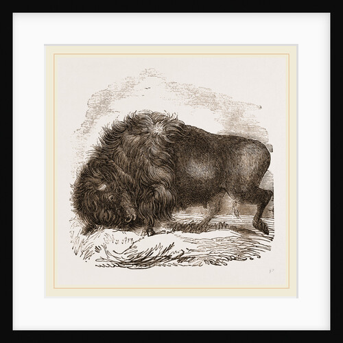 American Biscn by Anonymous