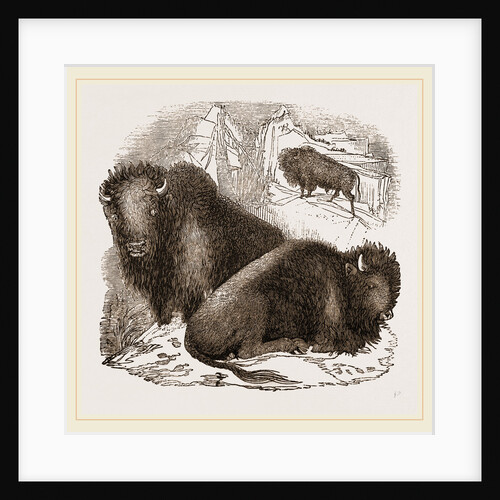 American Bisons by Anonymous
