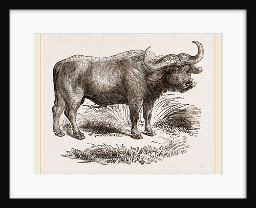 Cape Buffalo by Anonymous