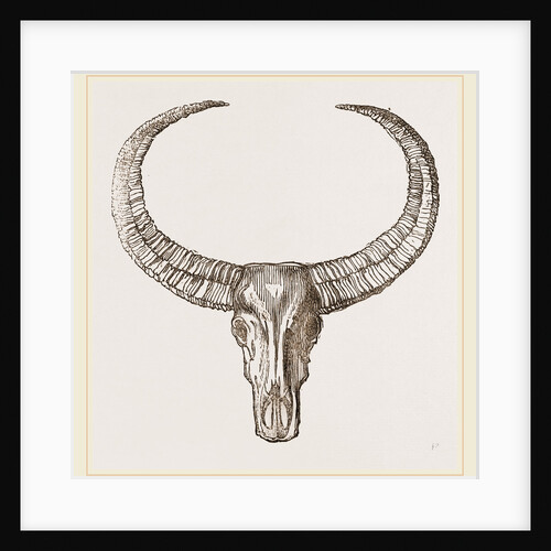 Horns of Arnee by Anonymous