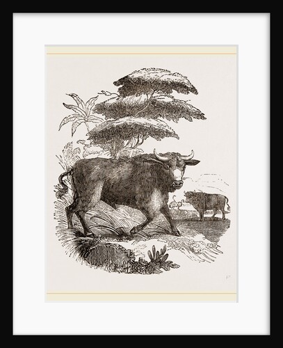 Cape Buffalo by Anonymous