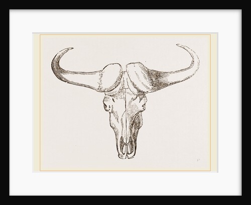 Skull of Bos Caffer by Anonymous