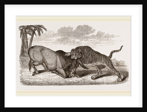 Tiger and Buffalo by Anonymous