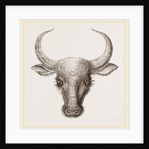Head of Wild Gayal by Anonymous