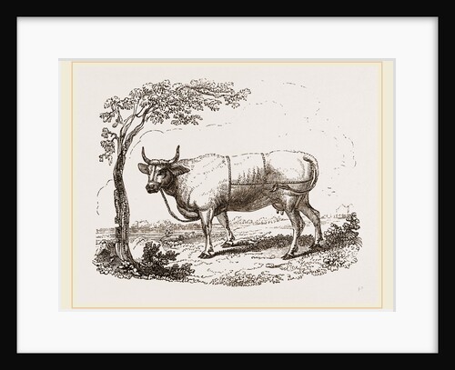 Cow with martingale by Anonymous