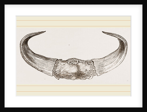 Horns of Gour by Anonymous
