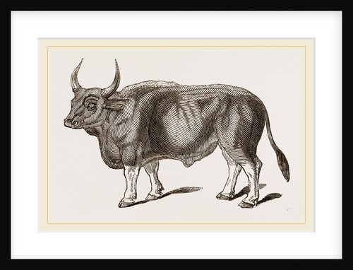 Jungly Gau by Anonymous
