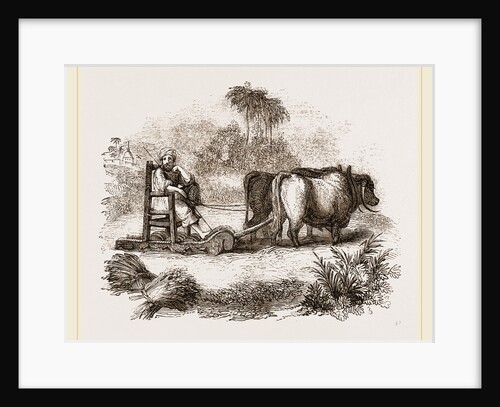 Oriental Threshing with the Sledge by Anonymous