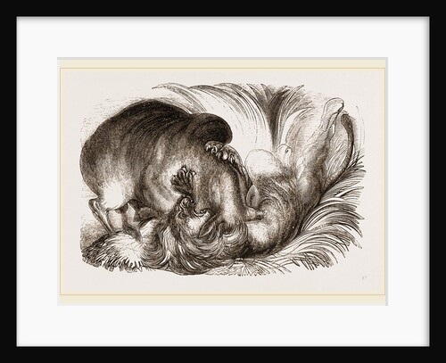 Zebu and Lion fighting by Anonymous