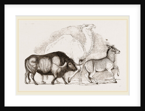 Syrian Ox Camel and Wild Ass by Anonymous
