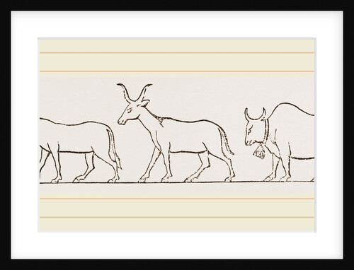 Oxen from Egyptian Sculpture Egypt by Anonymous