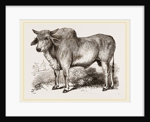 Indian Zebu India by Anonymous