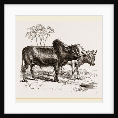 Zebus of the Zoological Gardens by Anonymous