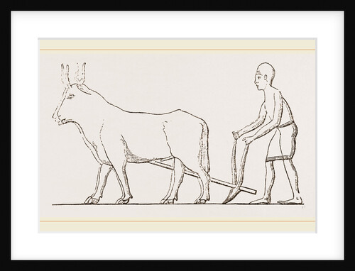 Ancient Egyptian Ploughing Egypt by Anonymous