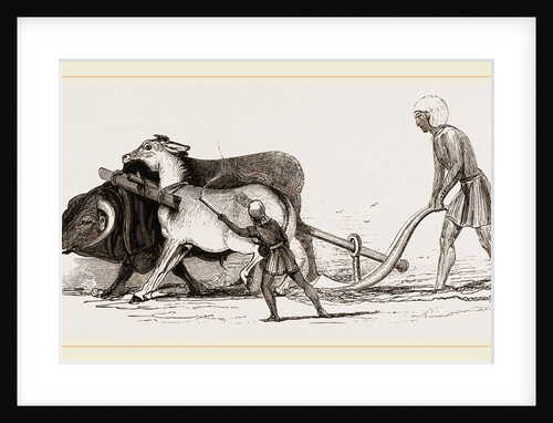 Ploughing with Ox and Ass by Anonymous