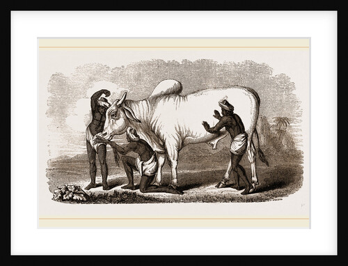 Brahmin Zebu Bull by Anonymous