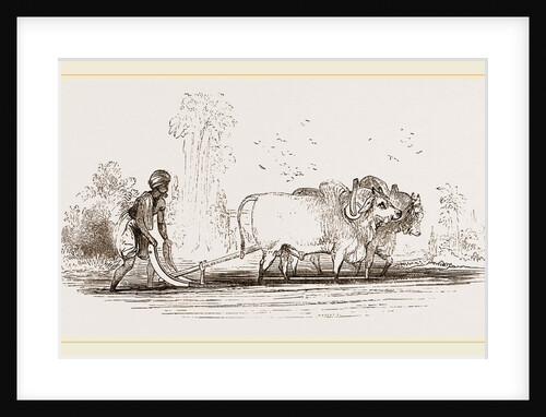 Modern Egyptian Ploughing Egypt by Anonymous