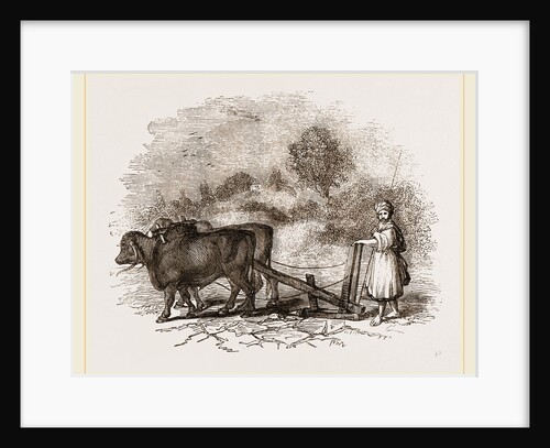 Modern Egyptian Ploughing by Anonymous