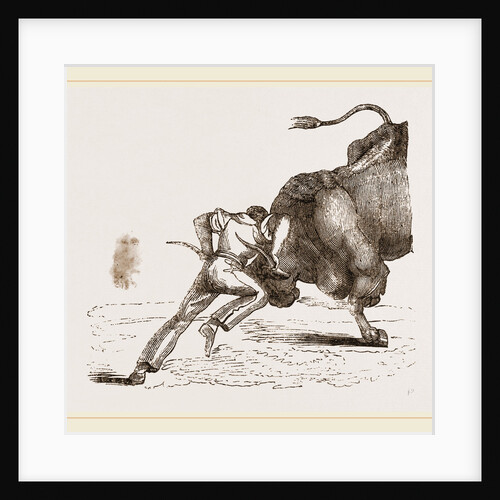 Bull fight by Anonymous