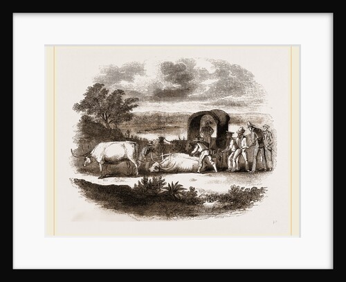 Bullock Waggon of South Africa by Anonymous