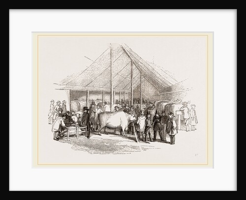 Exhibition of Prize Cattle by Anonymous