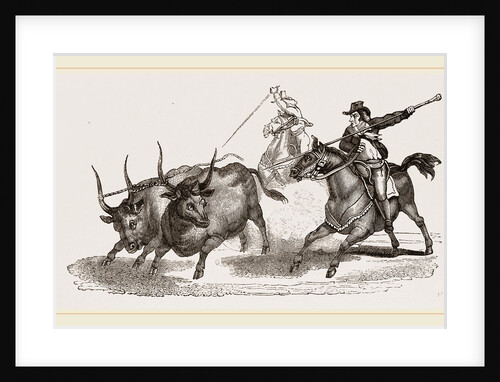 Driving Wild Cattle in the Maremma Italy by Anonymous